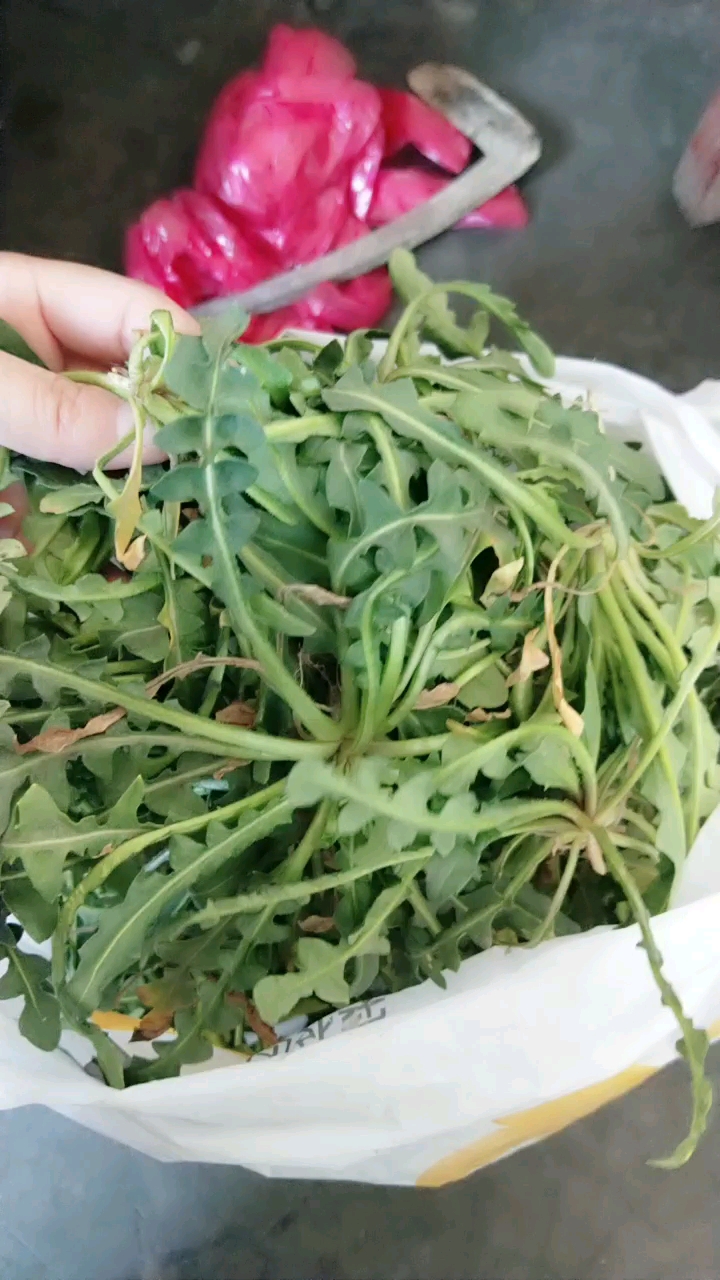 挖野菜挖了半天就这么一点,我们这叫念念菜