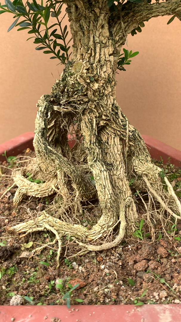 精品提根皱皮雀舌黄杨盆景