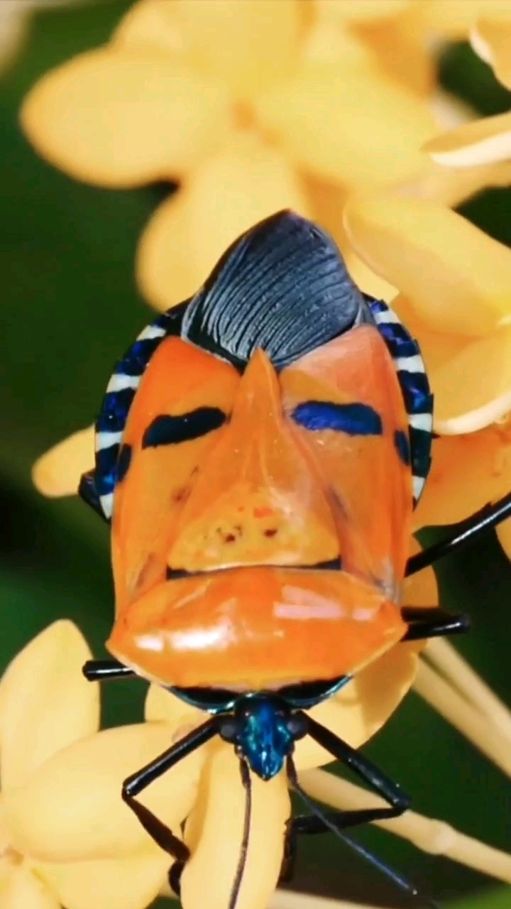 人脸甲虫,学名人面蝽.