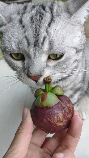 家有萌宠#当猫咪遇到山竹,会有意外的举动