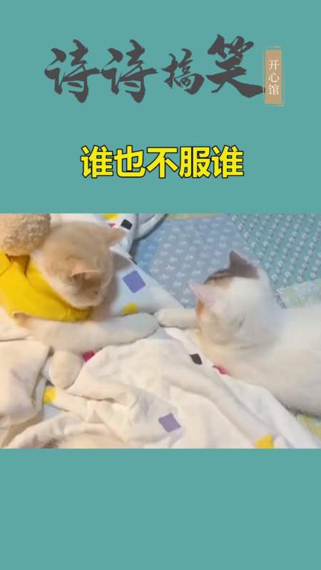 我家萌宠成精了#两只谁也不服谁的小奶猫-全民小视频