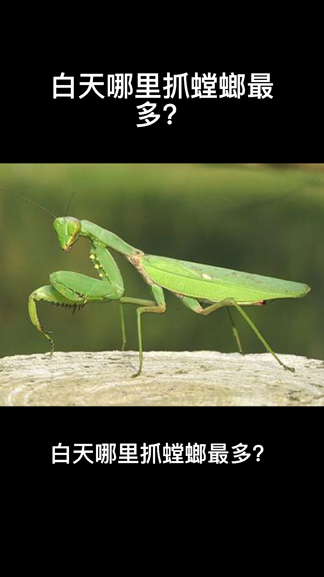 白天在哪里抓螳螂最多?