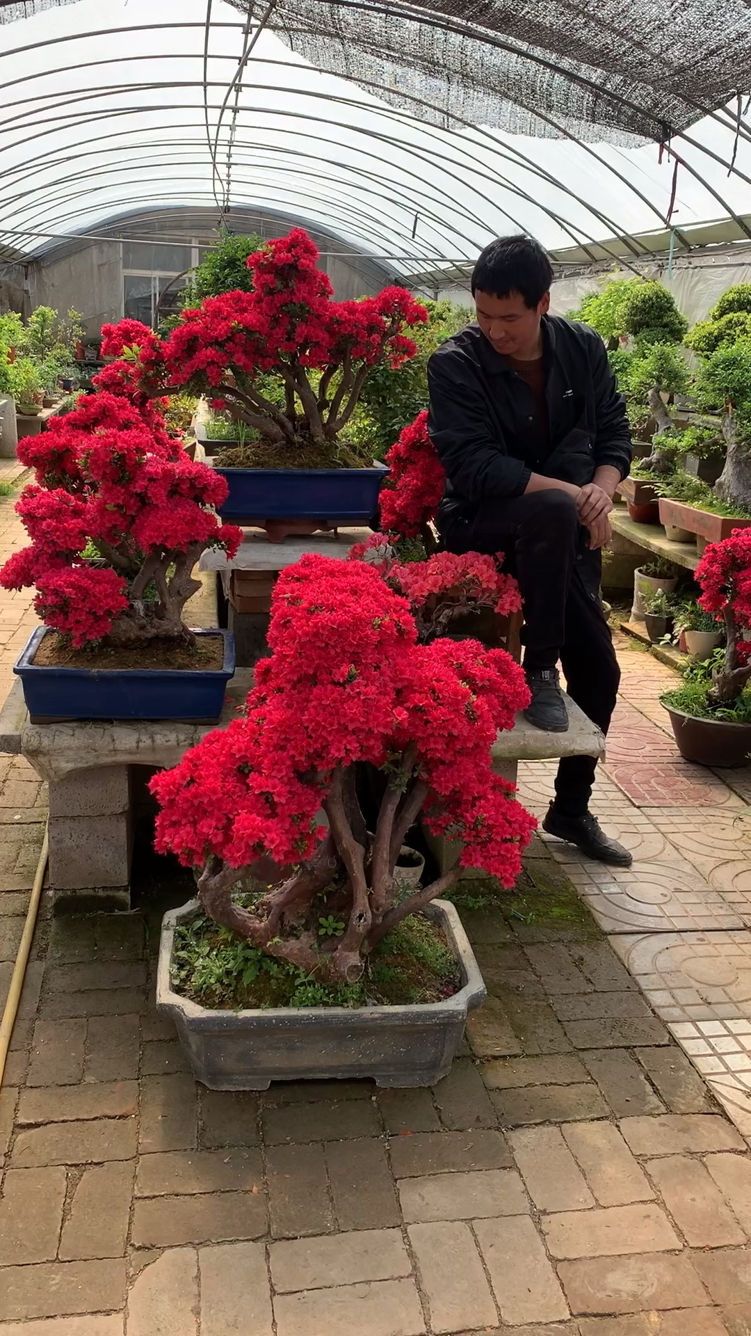 万紫千红杜鹃花盆景