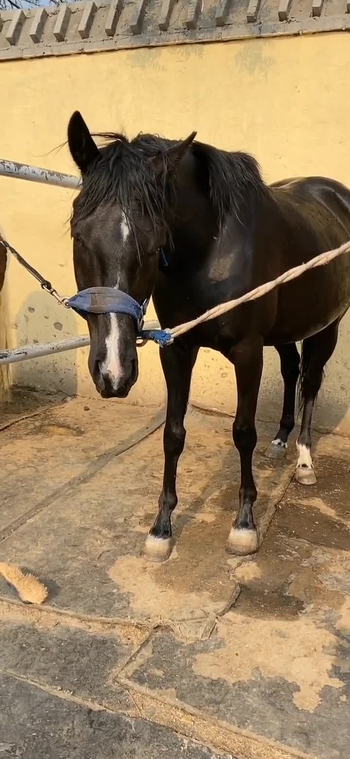 这匹马长得是真帅啊!越看越喜欢