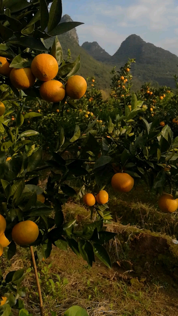 好多水果,我家果园