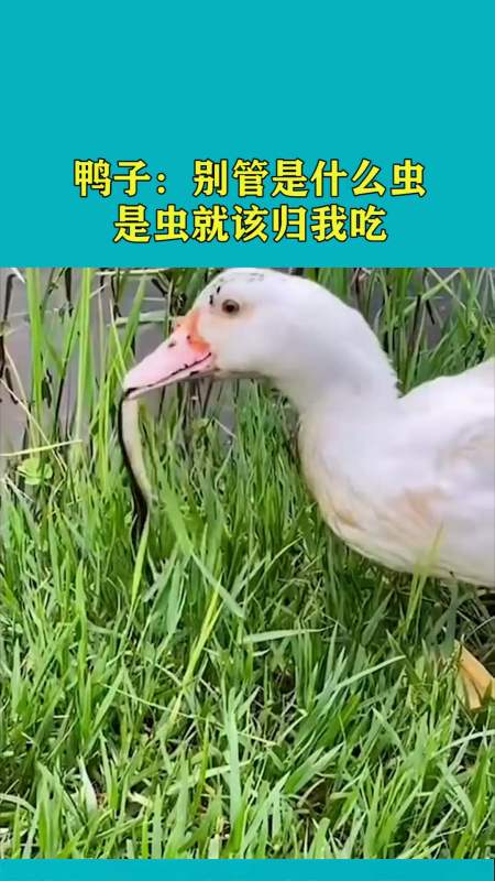 鸭子:别管是什么虫,是虫就该归我吃!