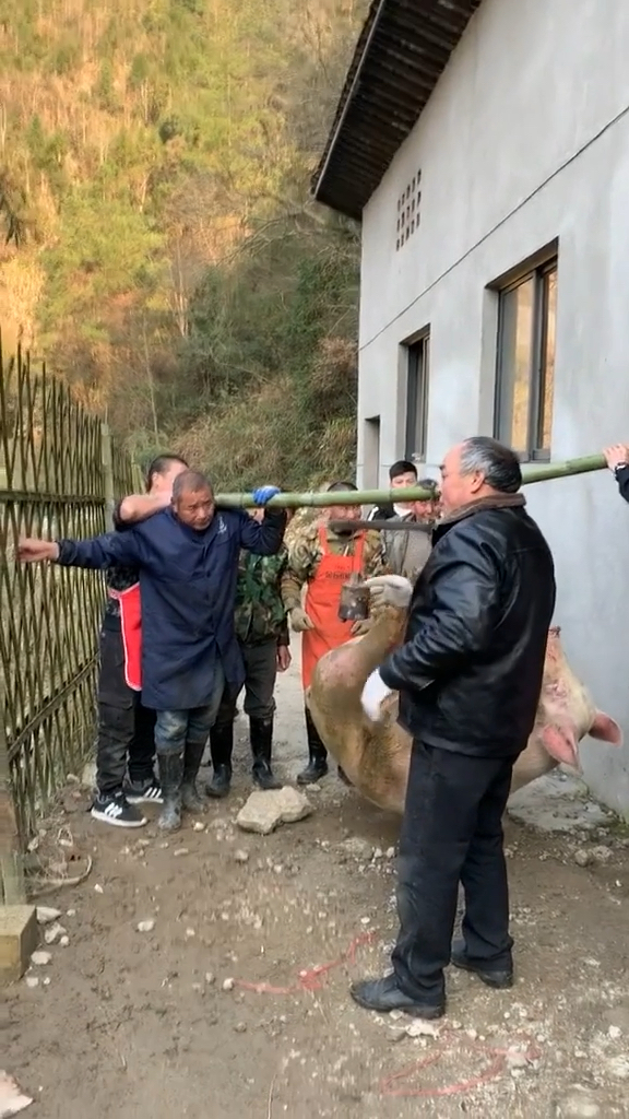 我家宠物成精了#这个426斤的大猪,抬它把竹子都抬断了,搞笑哦