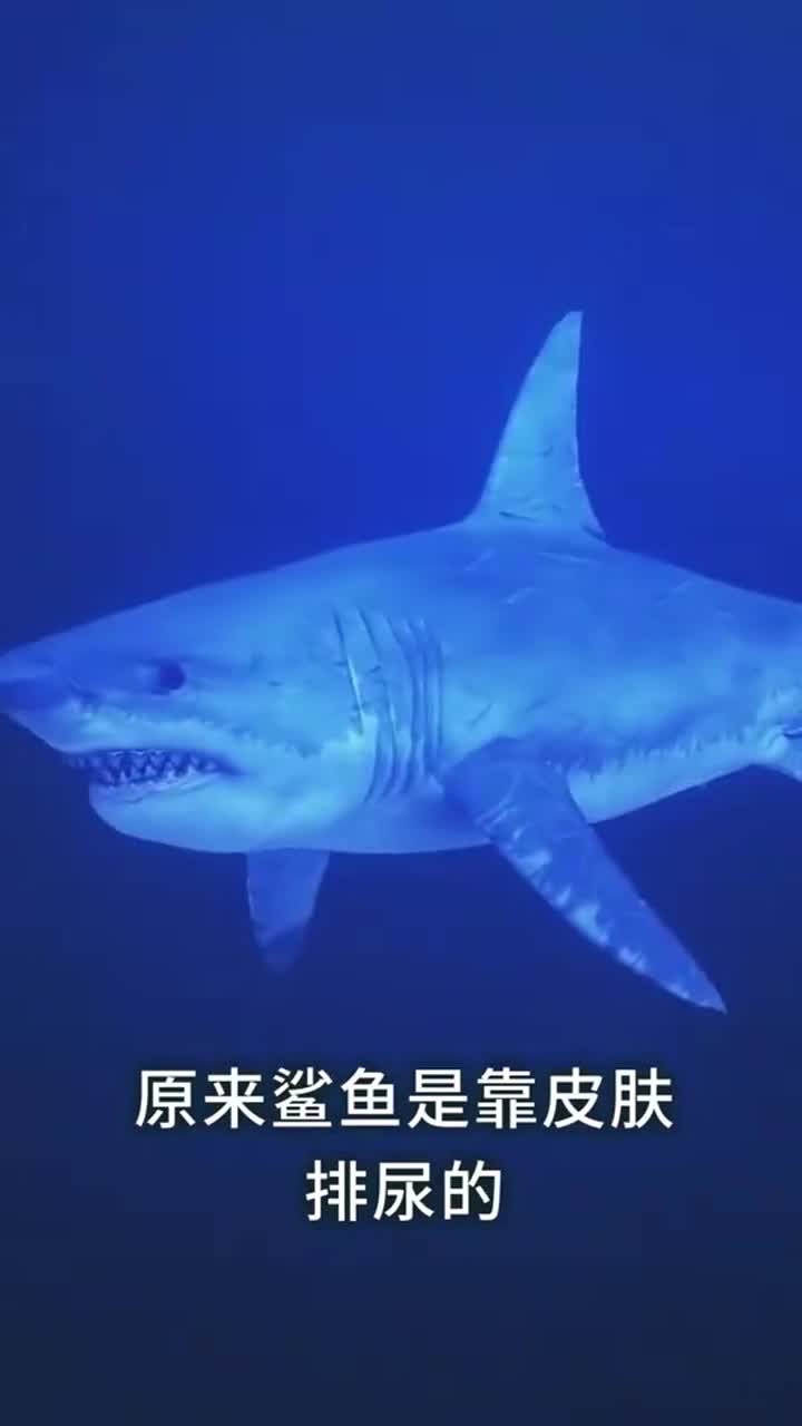 虎鲸吃鲨鱼时,为什么只吃内脏不吃肉