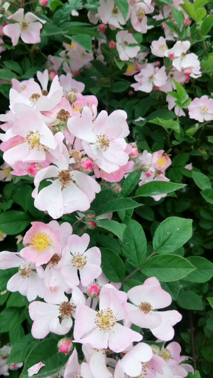 今天你秀恩爱了吗#我们这种花叫野月季,你们那呢