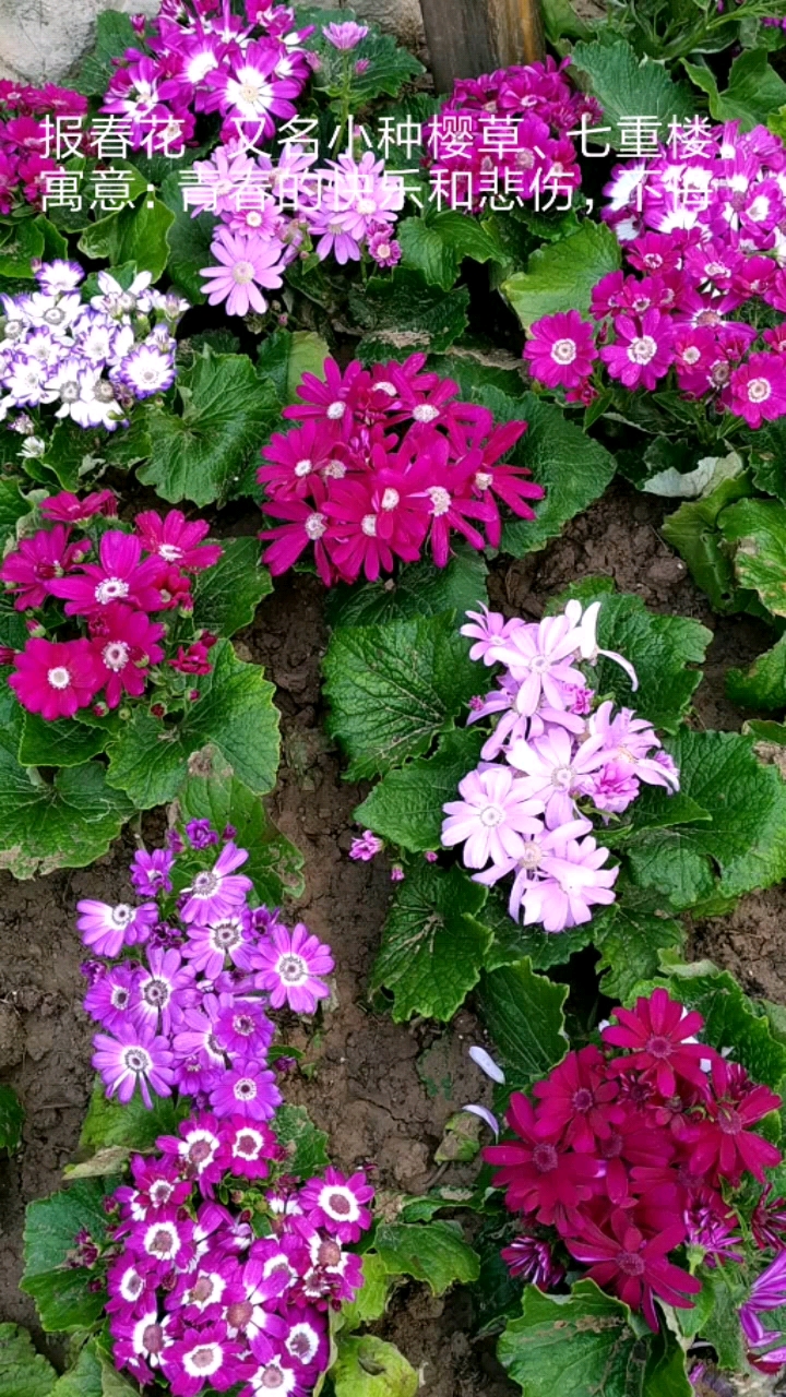我怎么这么好看#  报春花   又名小种樱草,七重楼.