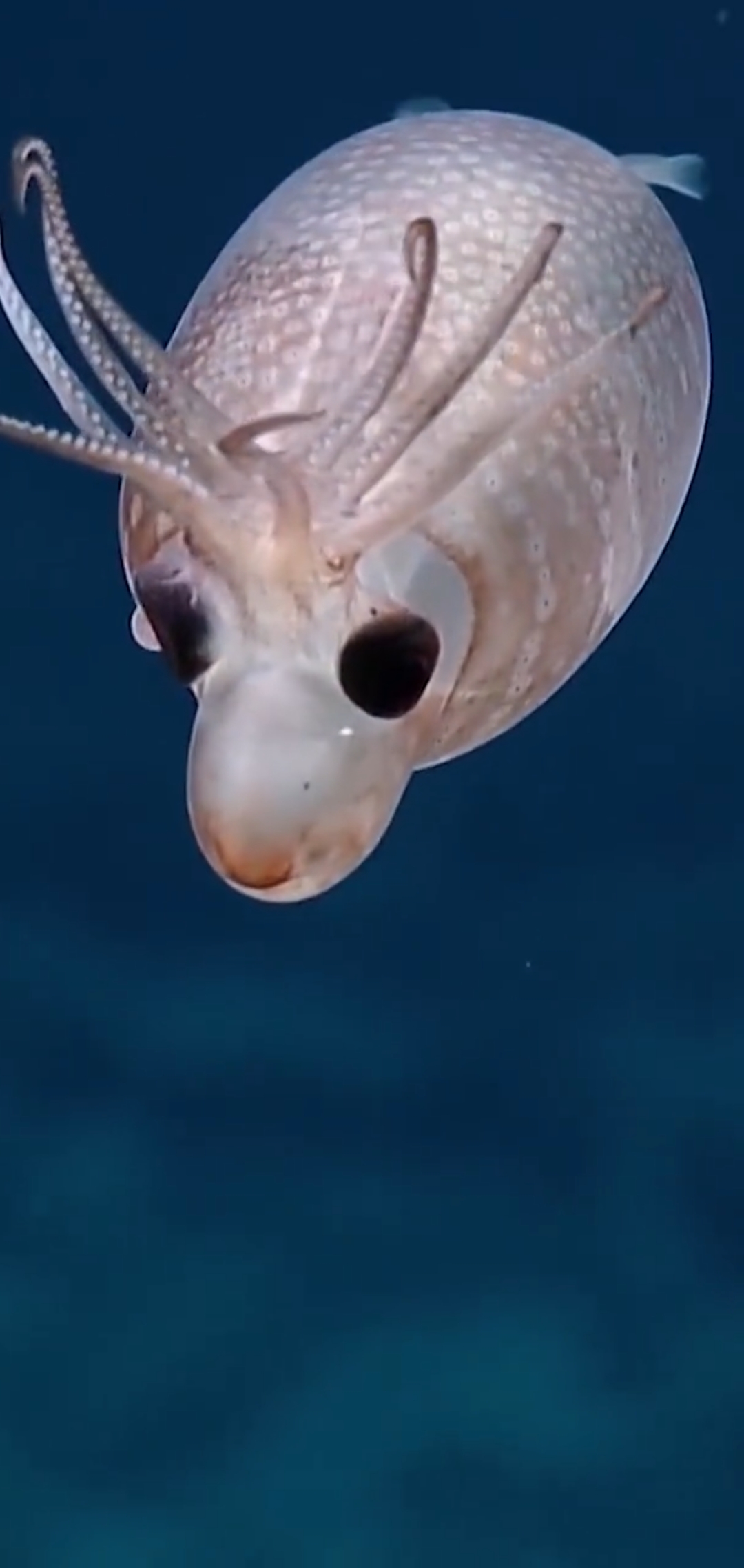 深海之眼:奇异的深海生物与火山