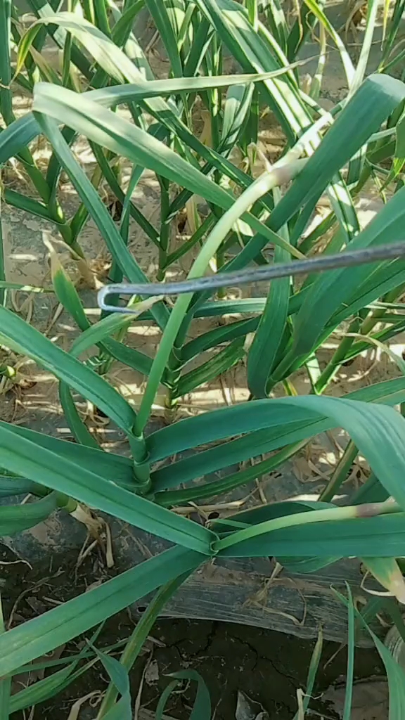 抽蒜苔神器,农民朋友的好帮手