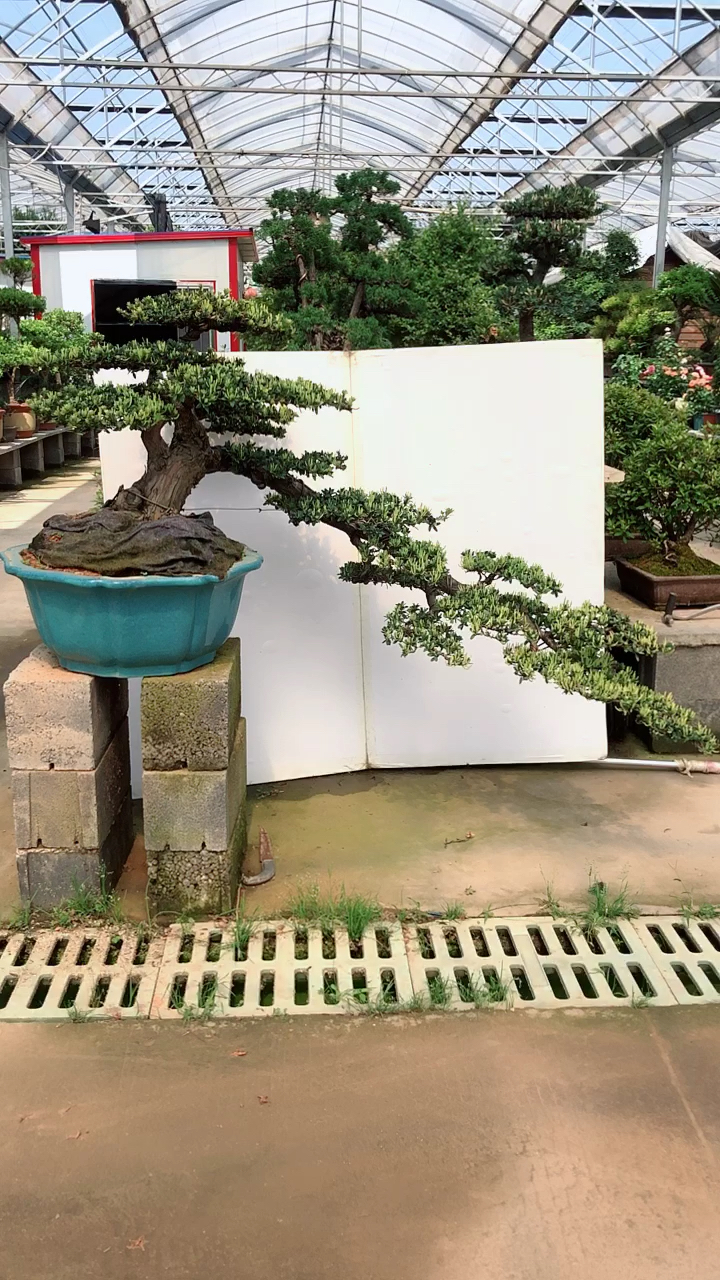 忒好看了,黑珍珠罗汉松