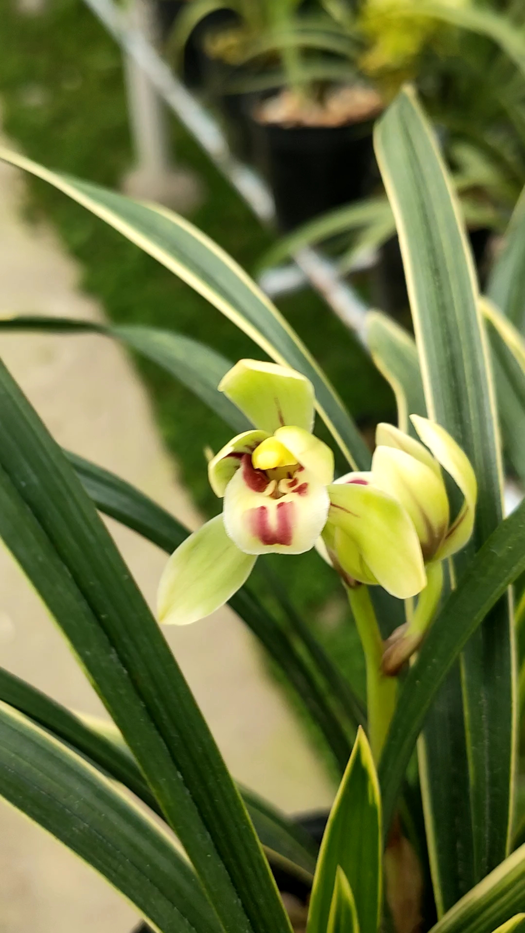 彩云荷春兰荷瓣开花啦!花美叶也美#闽众兰花