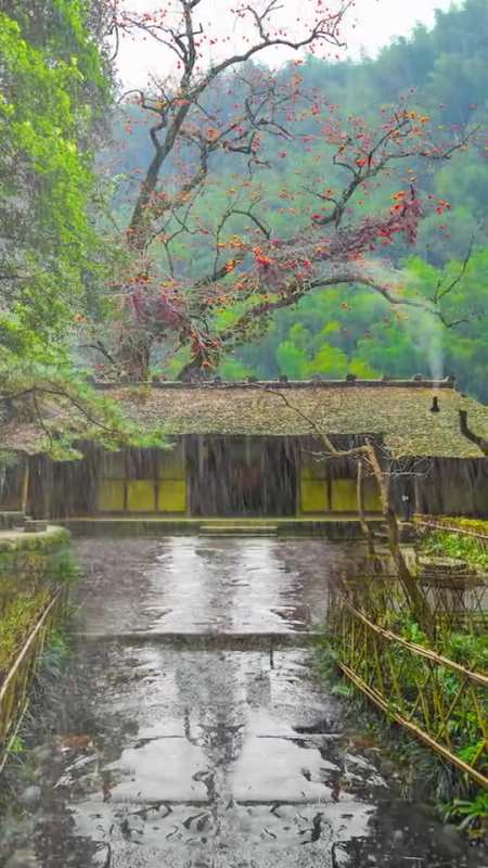 听雨是一种宣泄,看雨是一种解压,茅屋柿树惹了聚雨,浓墨翠绿惹了相思