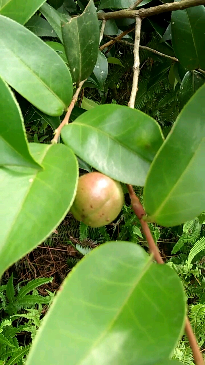 妈妈家后山野生的茶子树.
