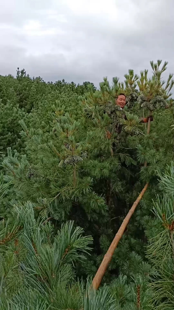 专业制作爬树工具~打松塔