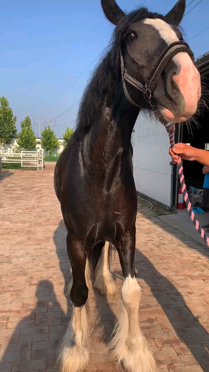 汗血宝马四蹄白