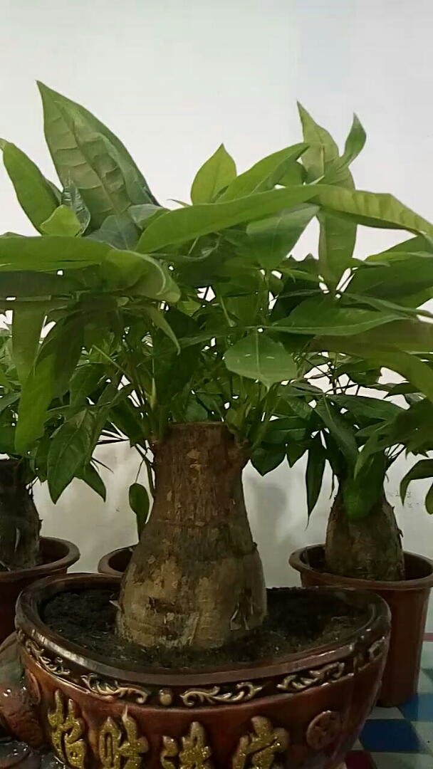 发财树,寓意财源广进,发财,发大财