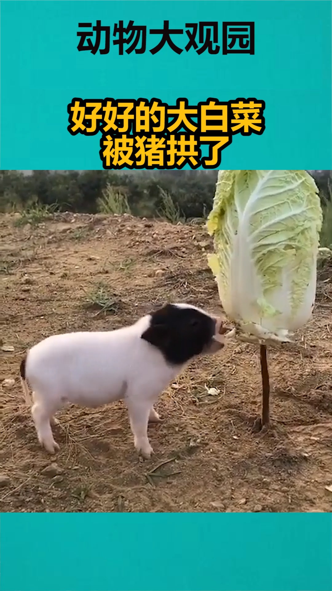 猪滚白菜表情包图片