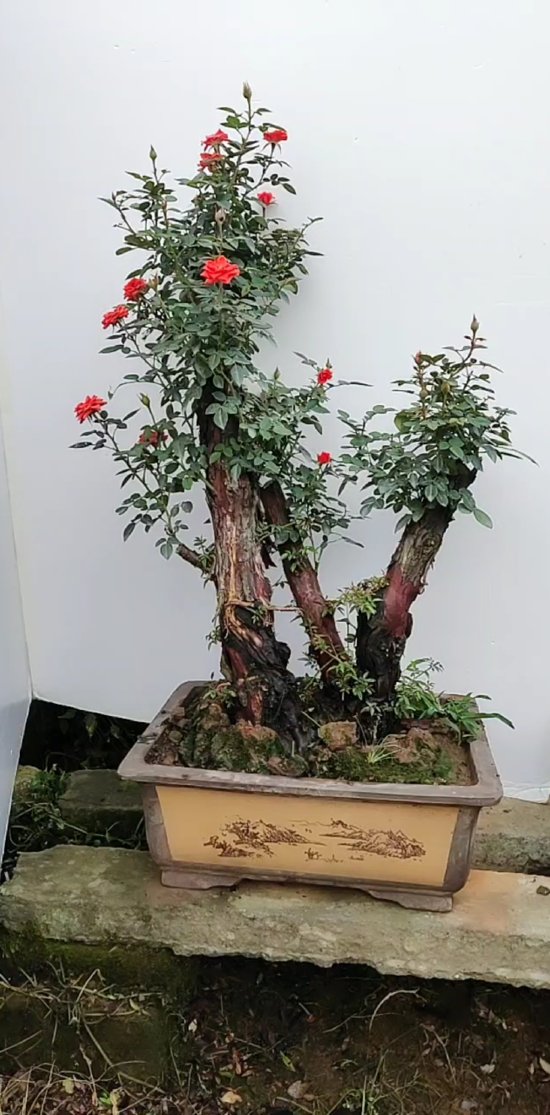 月季盆景老桩