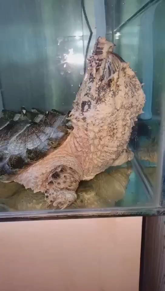 大鳄龟中的王者.变异大理石.