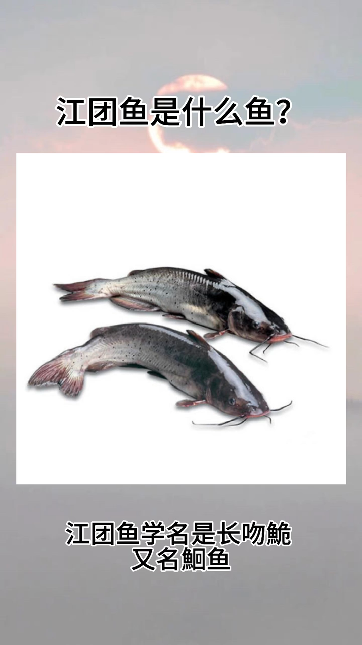 江团鱼是什么鱼?