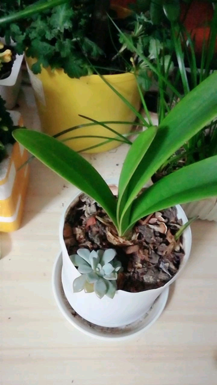 朱顶红一年苗,有需要的叫我