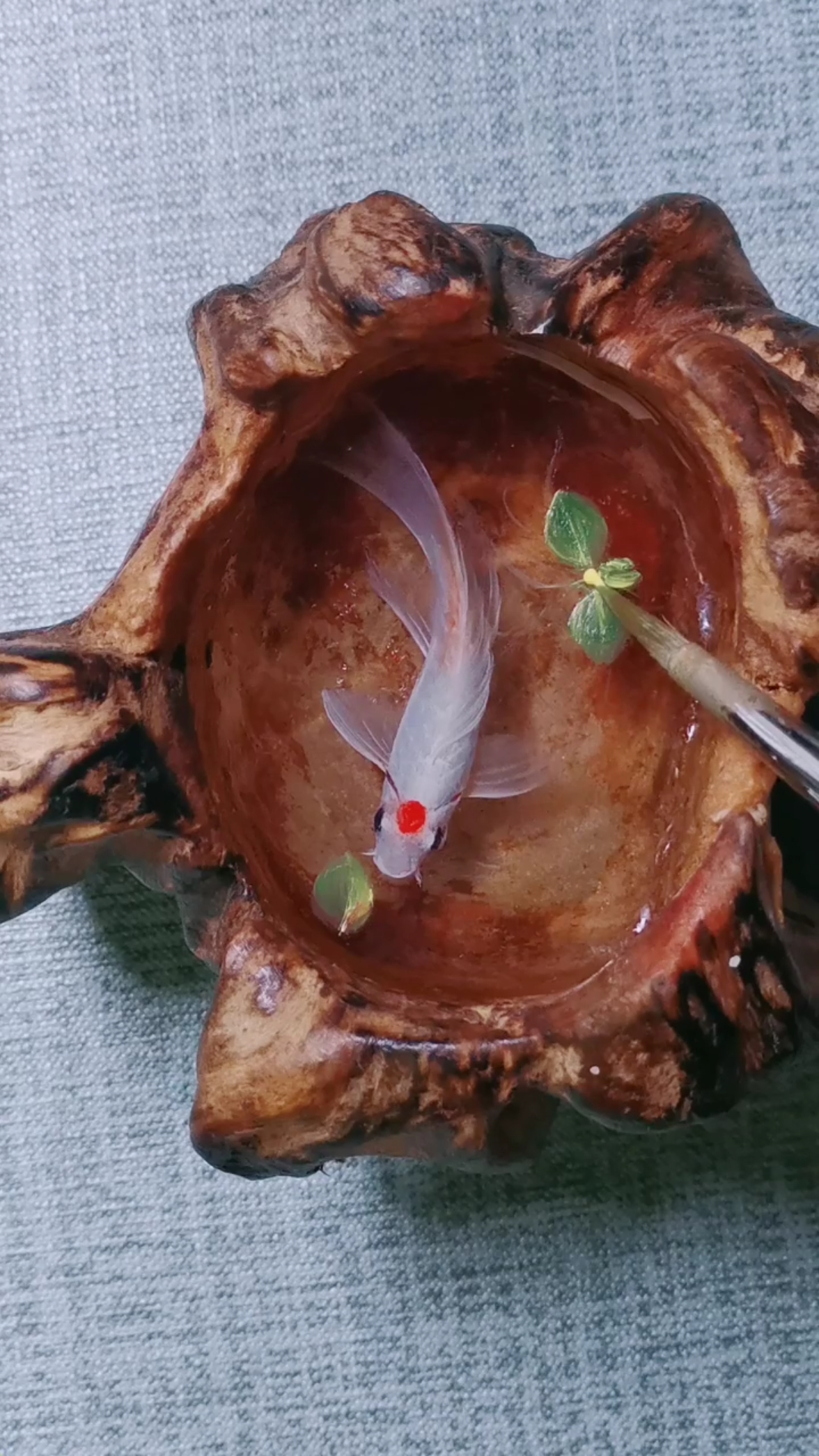 3d立体树脂画#树脂画(小锦鲤)