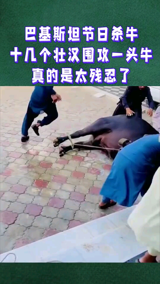 巴基斯坦节日杀牛,十几个壮汉围攻一头牛,真的是太残忍了!