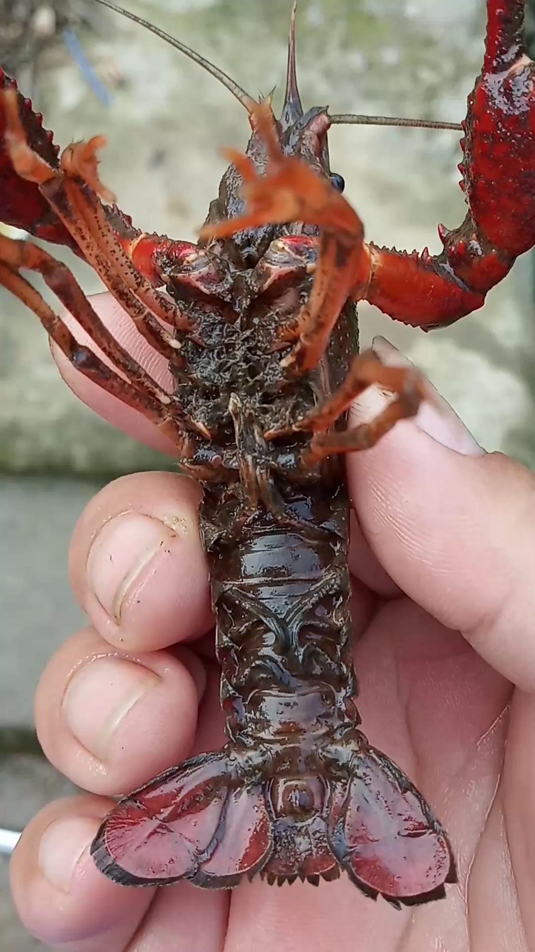 野生小龙虾太脏了,你可知道?