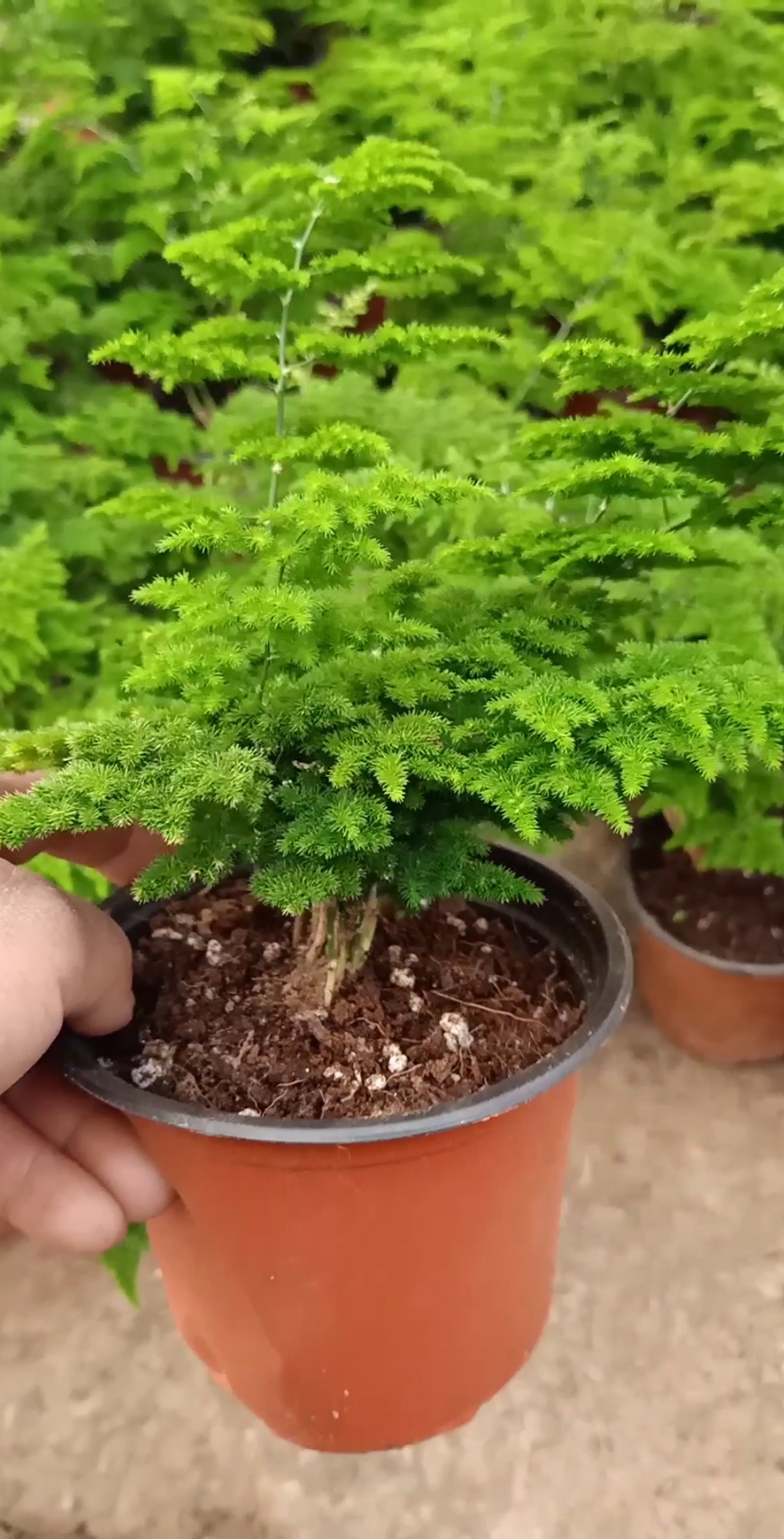 最潮劳动者#罕见的云松竹,一般人养不了