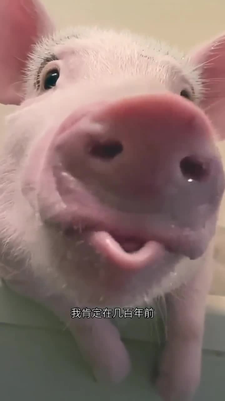 即使你变成了猪,我也能一眼认出你七夕啊