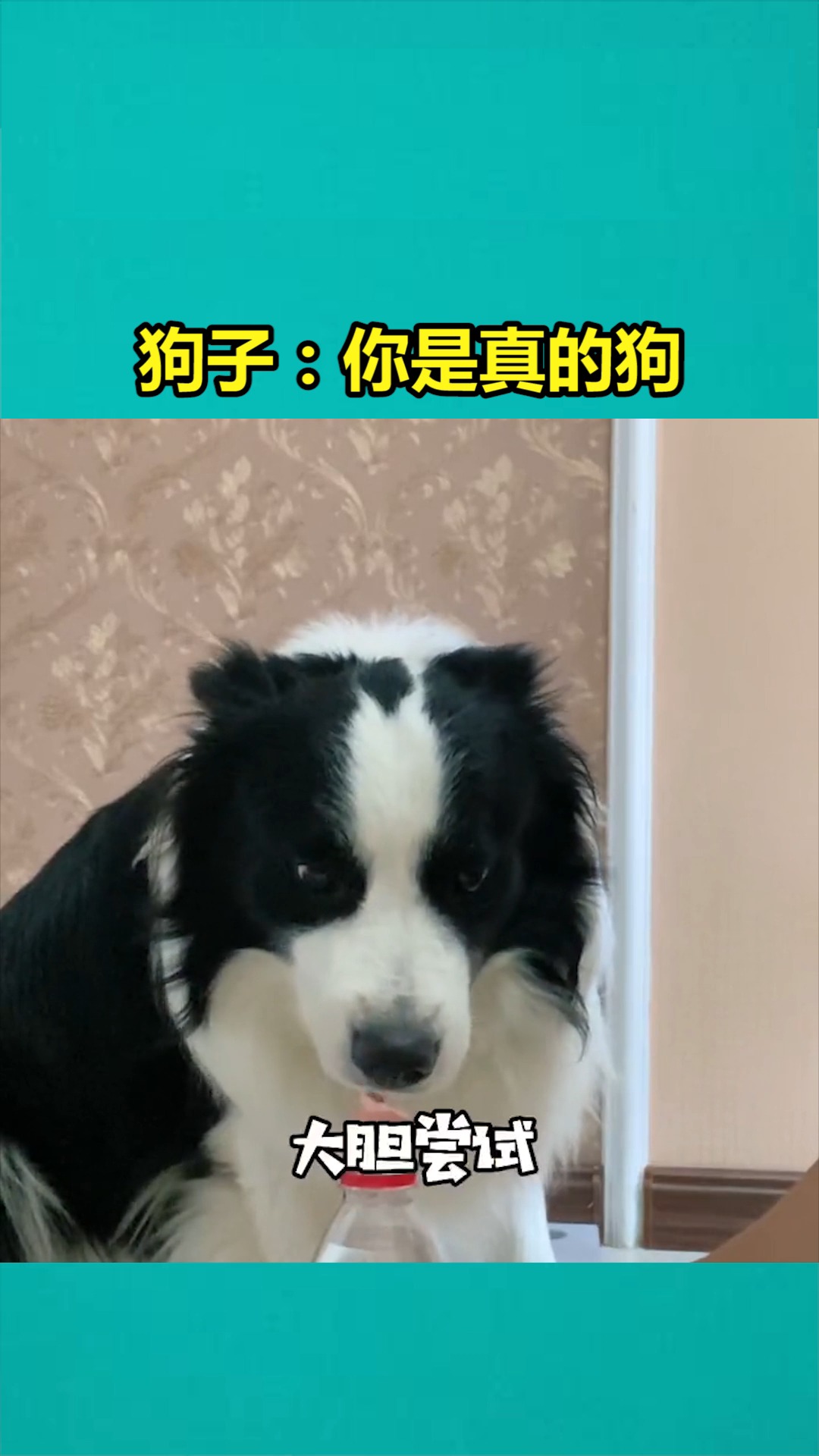 我要上热门#狗子:你是真的狗