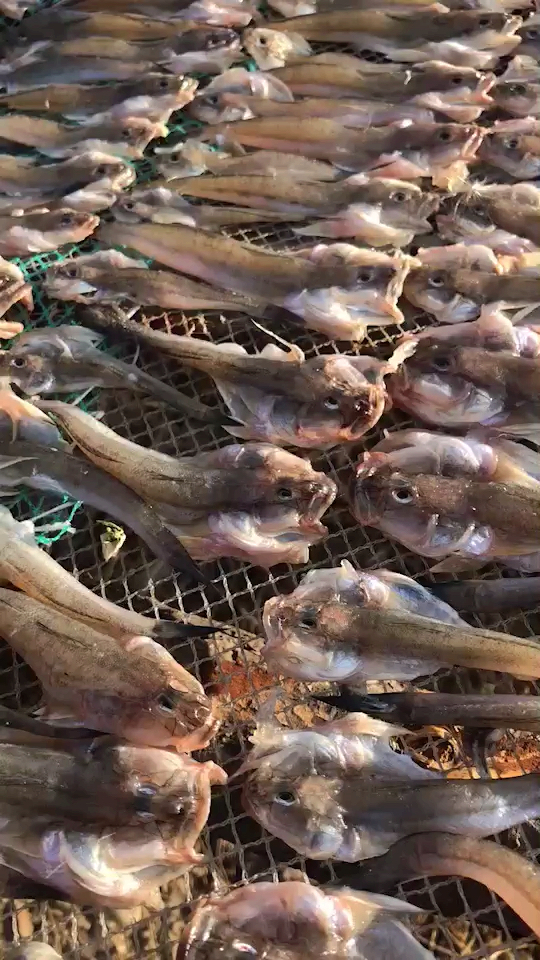 海鮮#加工海胖頭魚乾了哈