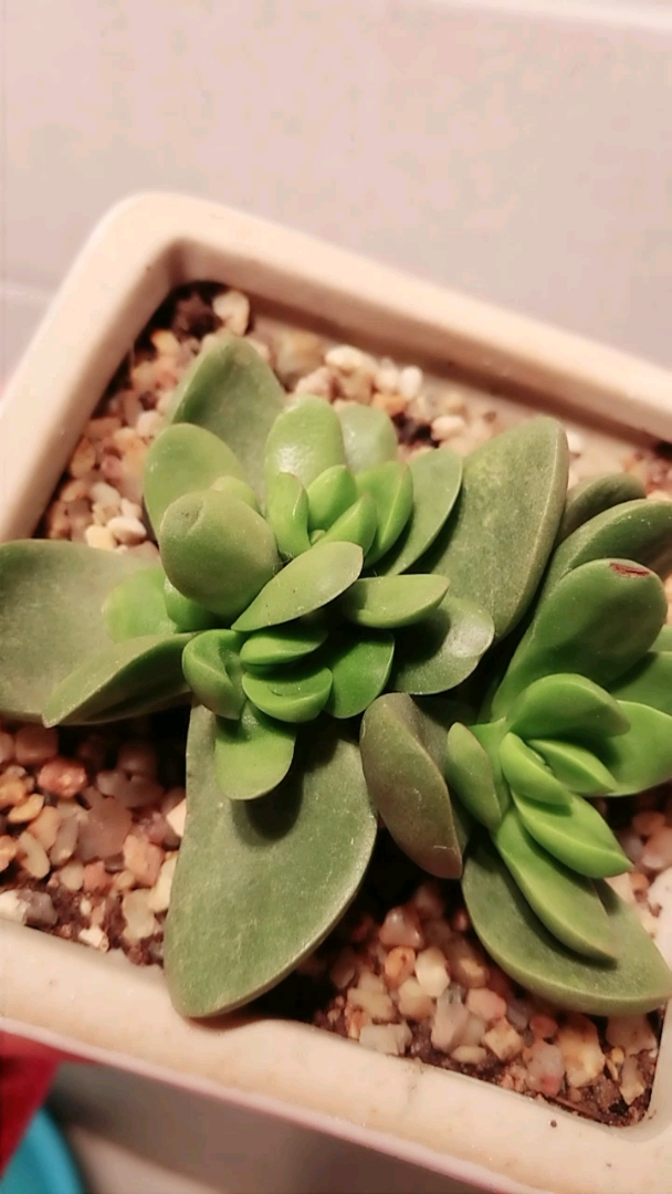 厚叶克拉夫,出状态深紫红色