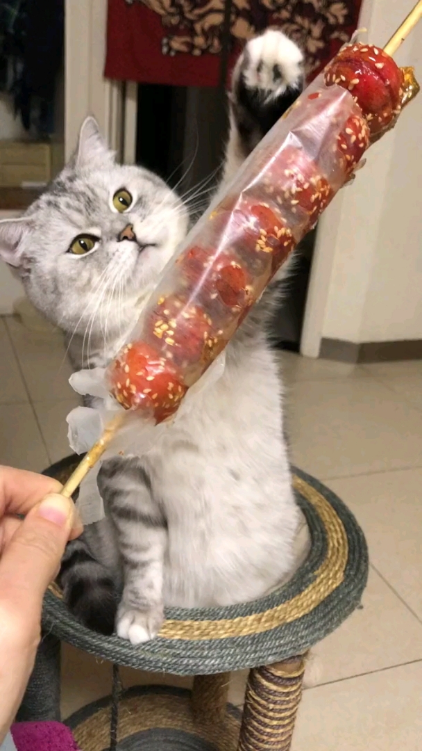猫猫吃冰糖葫芦