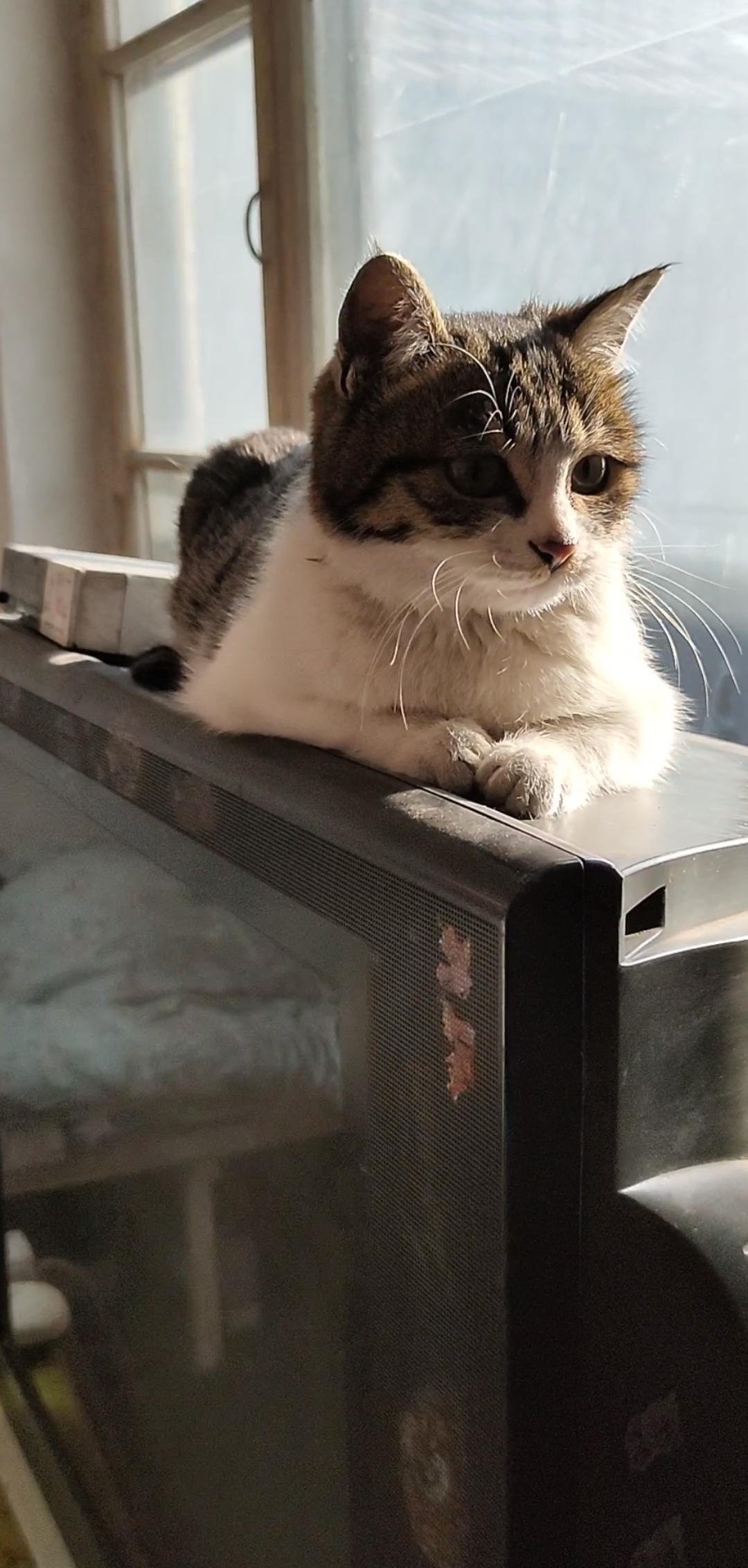 家有萌宠#一只可爱的猫