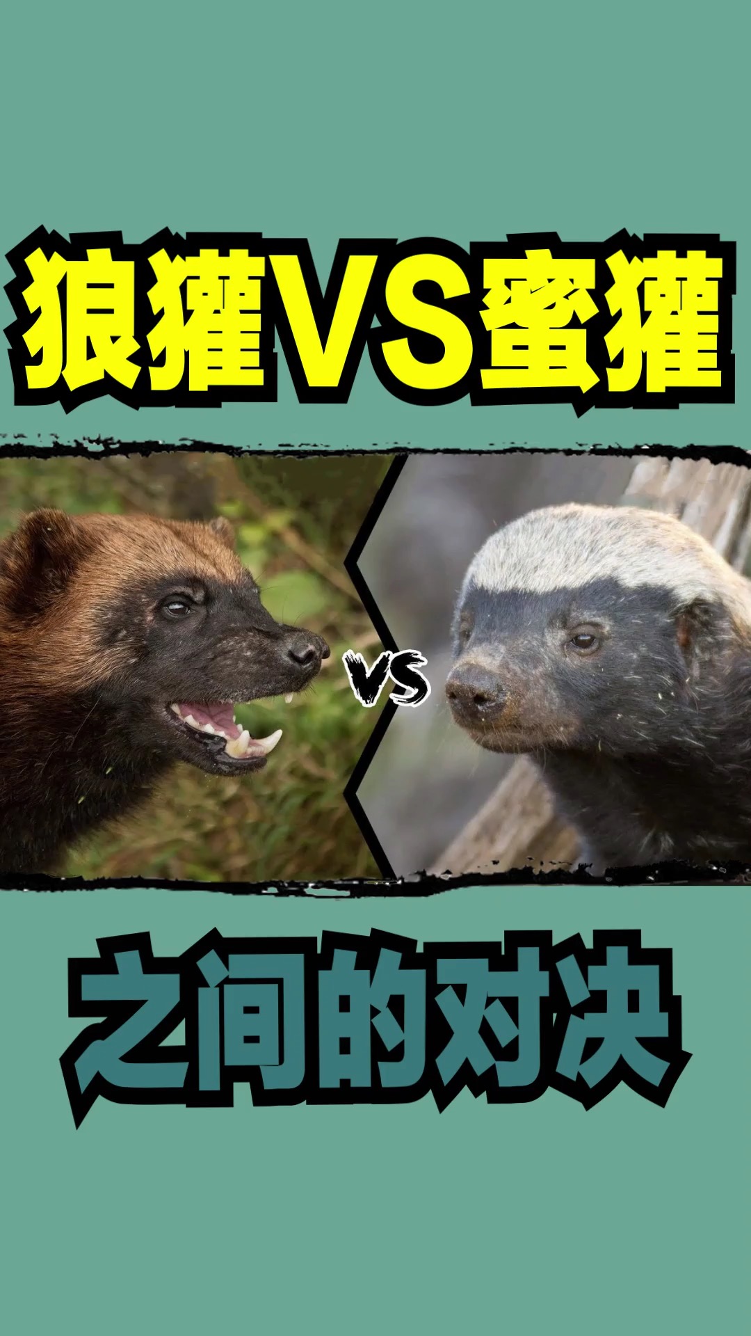 蜜獾#狼獾vs蜜獾,之間的對決-度小視