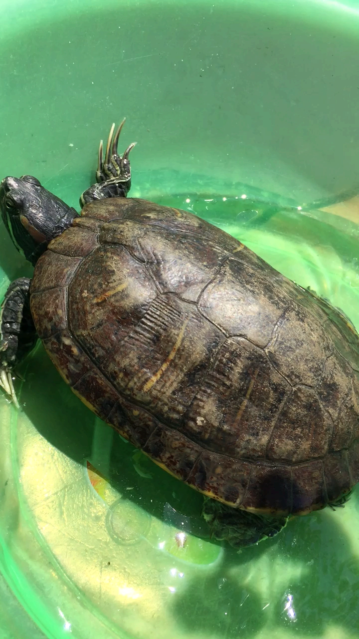 公龟巴西种龟晒太阳《巴西帝国》第13集