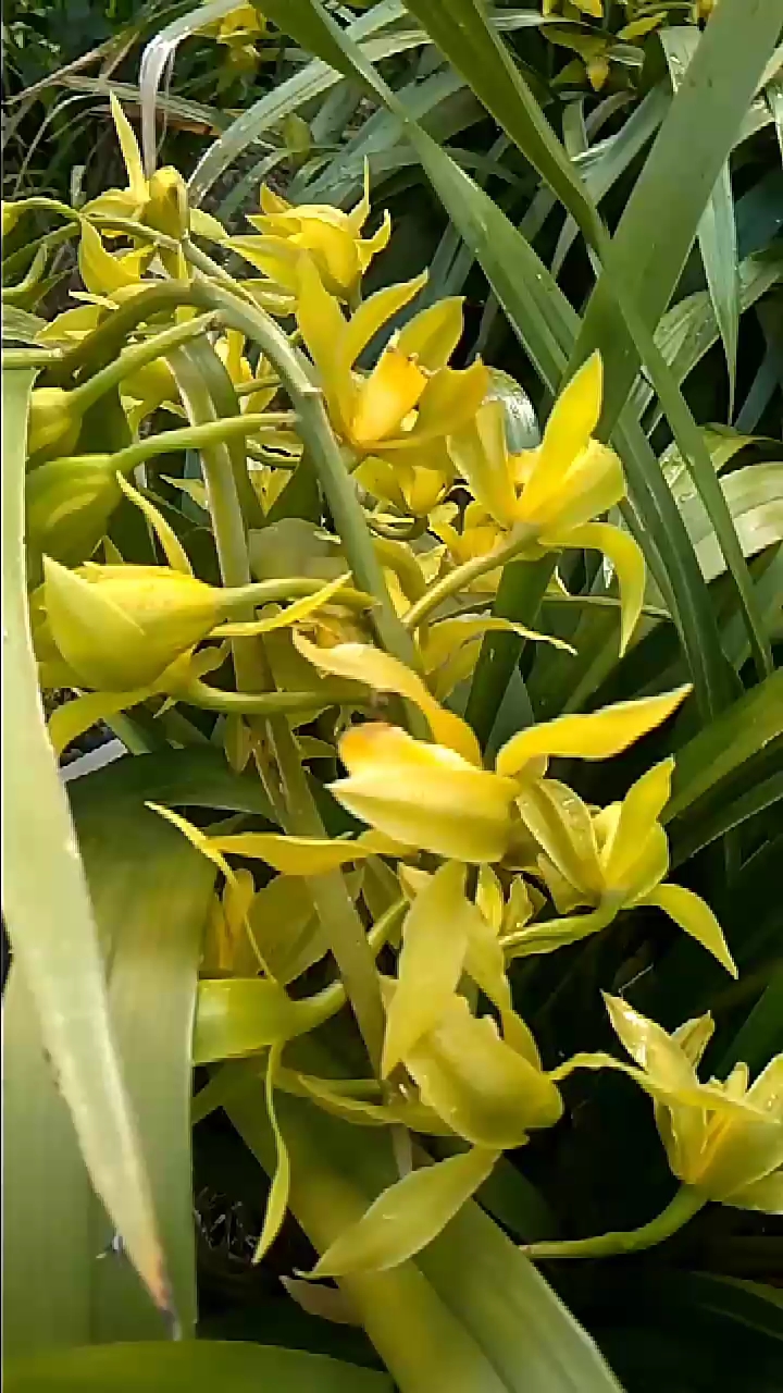 原生种虎头兰碧玉素花正盛花期