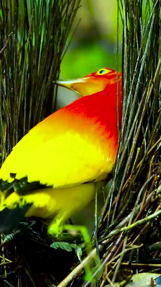 火焰园丁鸟,动物界建筑师,不但颜值高,有才艺,关键还能建一座漂亮的小