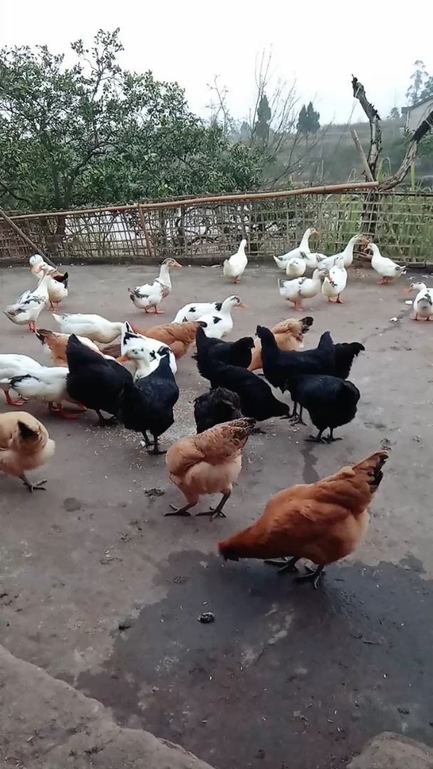 都是土鸡土鸭!农村人就这样,过年就吃这些