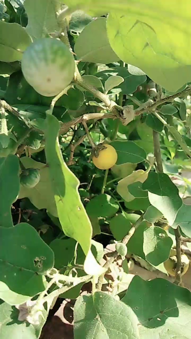 带刺的野茄子图片图片