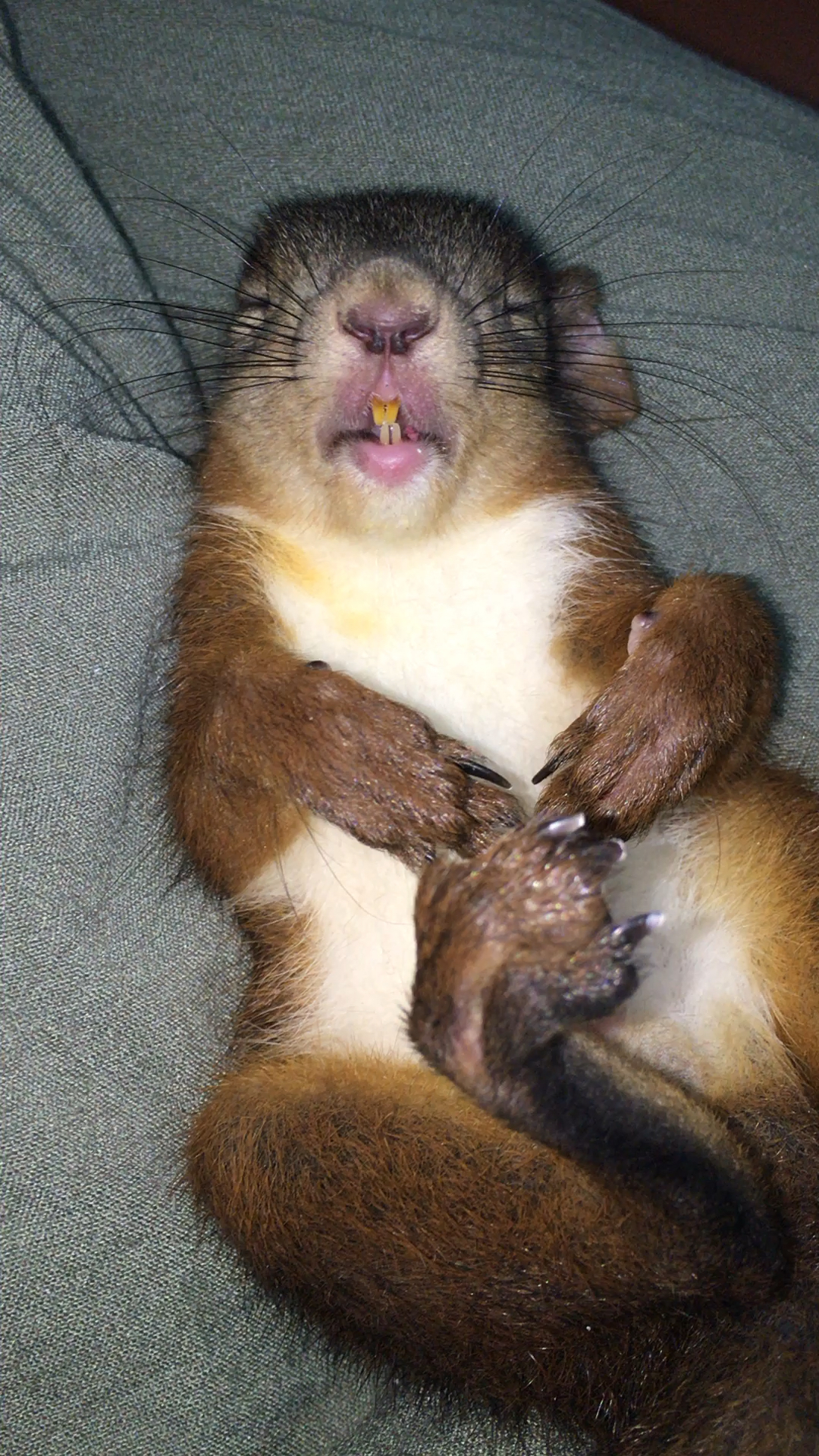 睡觉会说梦话的松鼠