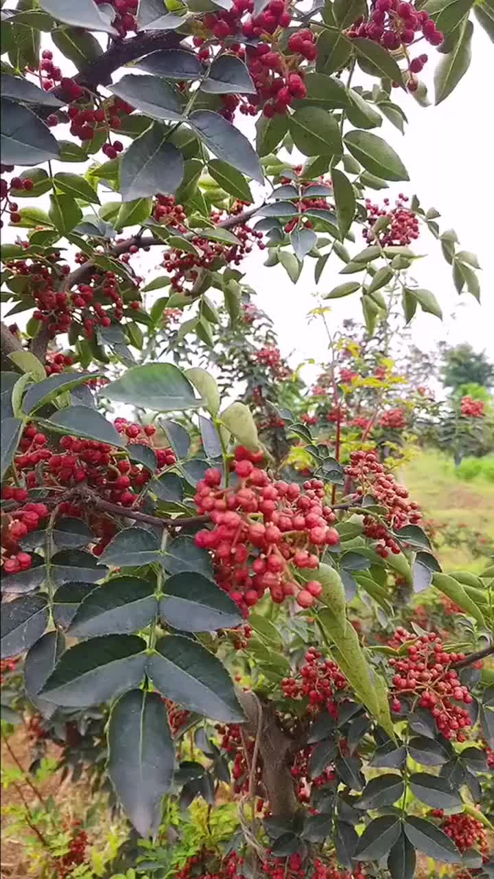 新鲜红花椒,鲜麻香天下