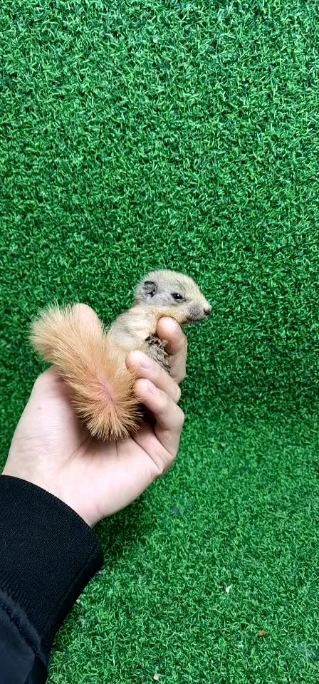 金贵松鼠.  喜欢的点赞