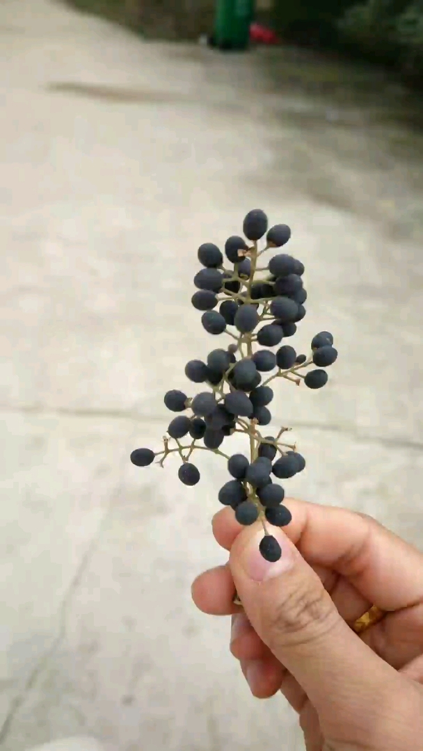 谁知道这个黑果子是什么,有赏