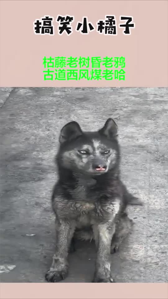搞笑动物枯藤老树昏老鸦古道西风煤老哈