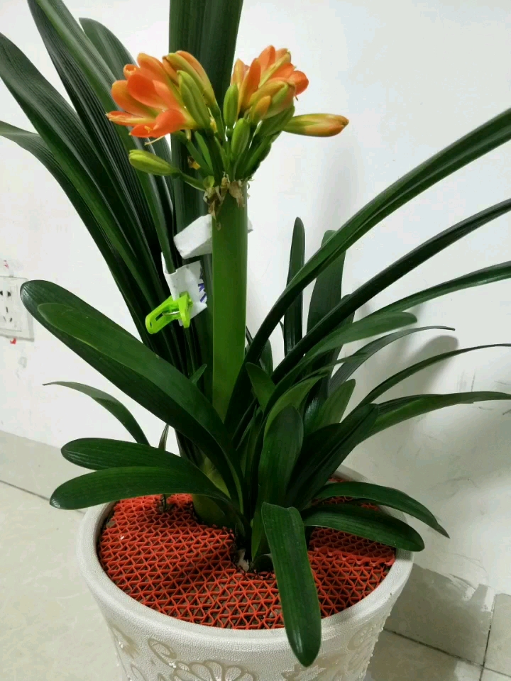 这是一颗6年的9个头群兰.
